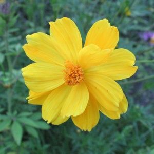 Meet your Posher, Connie